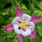 The Daughter of Hazrat Moulana Rashid Ahmed Gangohi (Rahmatullahi Alaih) – Part Two