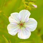 The Mother of Hazrat Abdullah Bin Abbaas (Radhiyallahu Anhum)