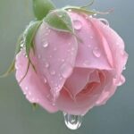 The Virtue of a Beautiful Wudhu