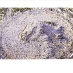 A Glimpse of the Faraaidh of Haj