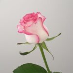 Asma Bintu Abi Bakr As-Siddeeq (Radhiyallahu Anha)