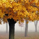 Gazing Intentionally at Pictures of Living Things