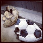 Grim End for the Followers of the Football Cult