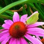 7 Old-Fashioned, Grandma-Approved Health Remedies That Actually Do Work