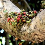 Eating a Food or Fruit with Ants or Fruit Flies or Worms Inside